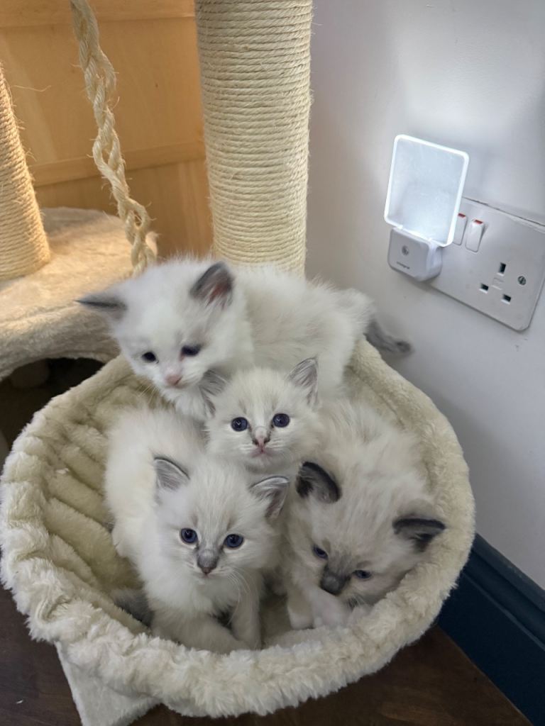 Ragdoll kittens