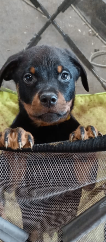 Rottwiler puppies pure breed 