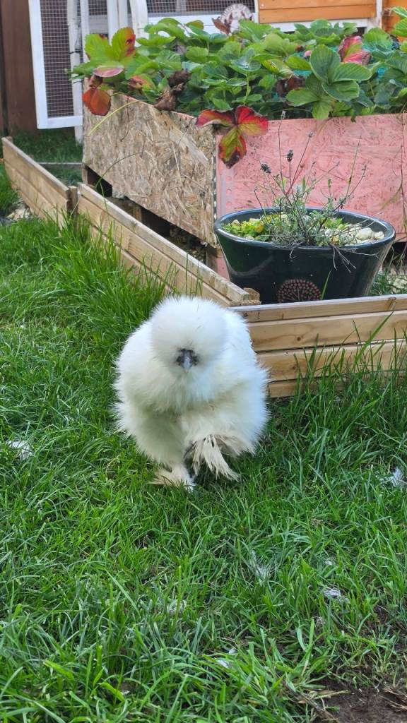 4 silkie chickens and hen house