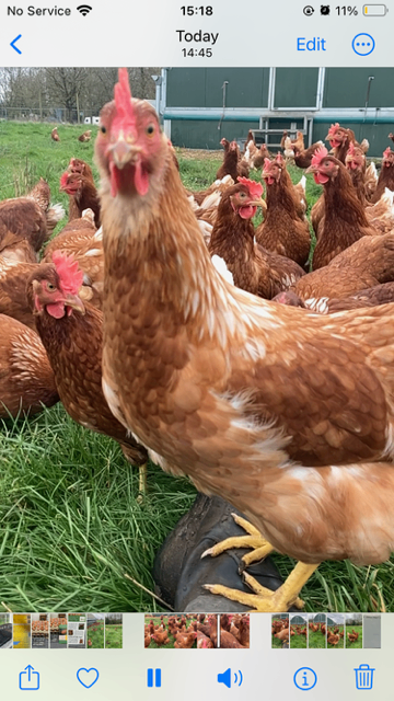 Hens Organically rearer