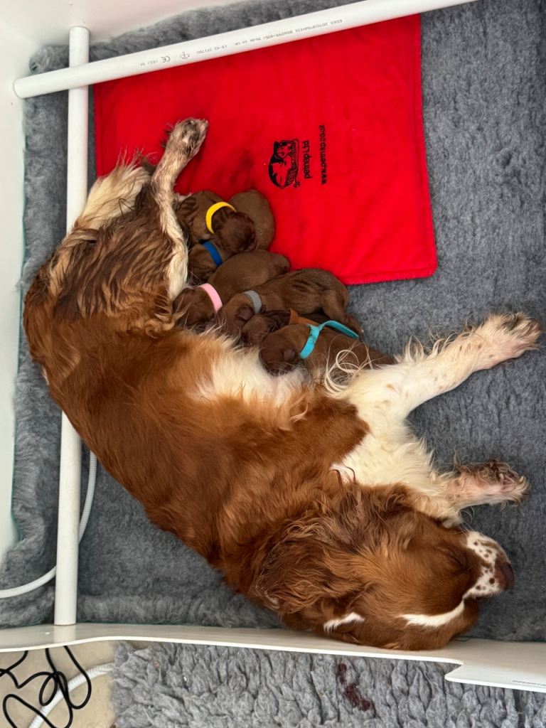 Beautiful Cavalier King Charles Spaniels