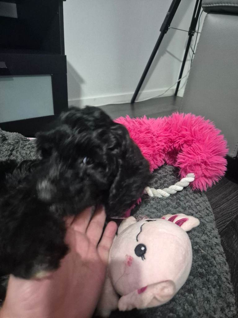 Cockapoo F1 puppy 12 weeks old