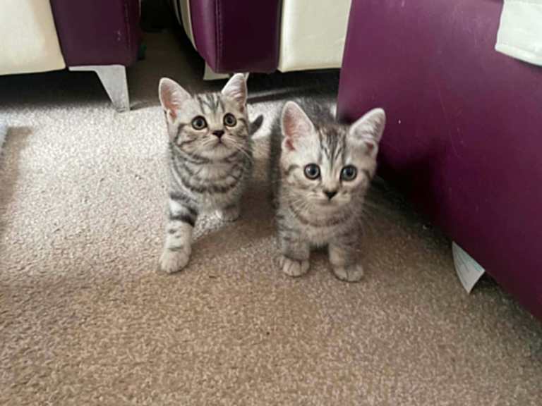 British Blue Shorthair Silver Tabby kittens
