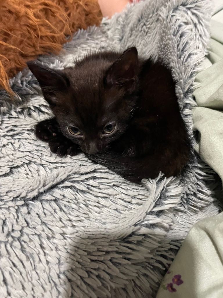 Adorable Kittens for sale – Ready for a Loving Home!