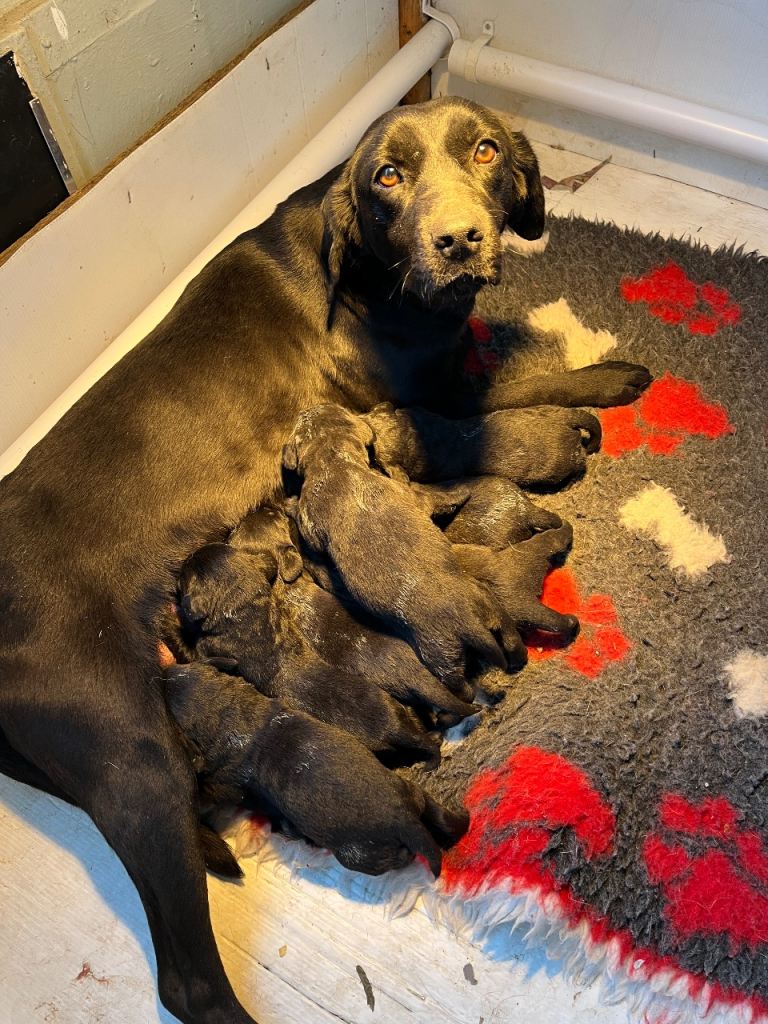 Labrador puppies ready mid February 