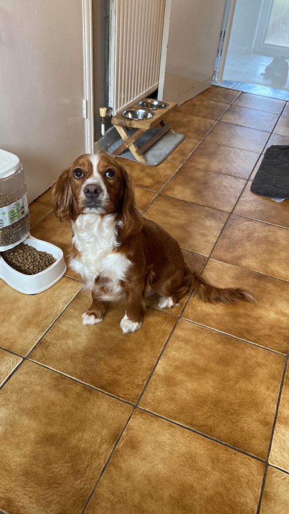puppies for sell