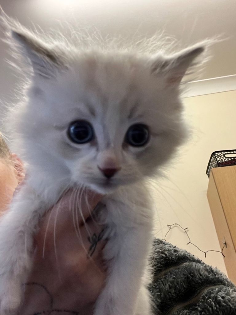 All kittens now reserved 