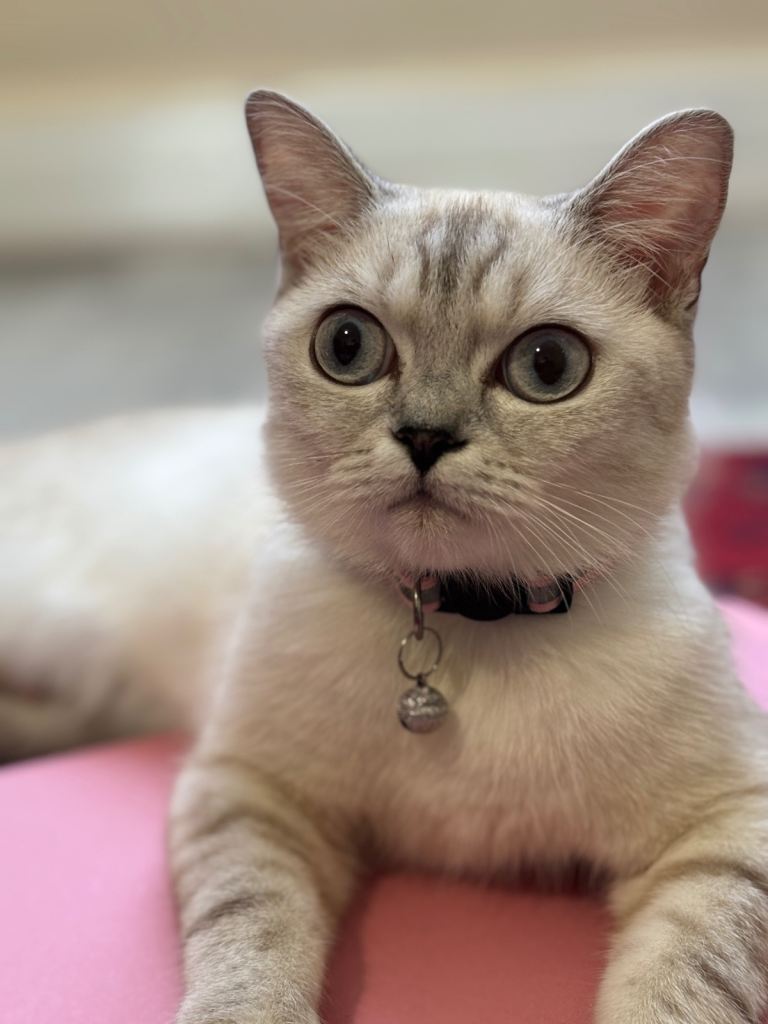 kittens cat for sale