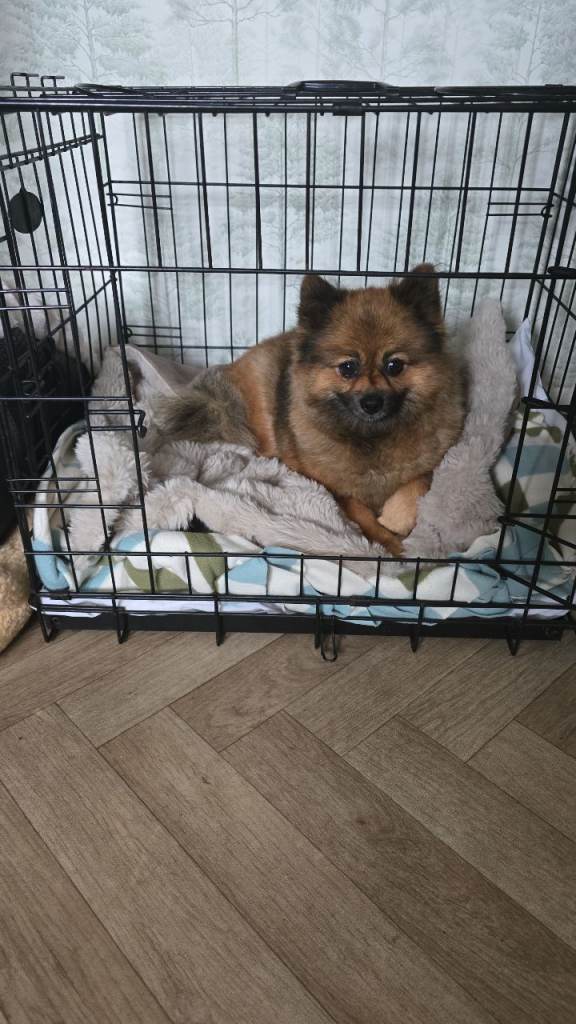 Pomeranian