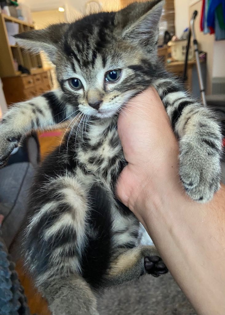 Beautiful kittens 