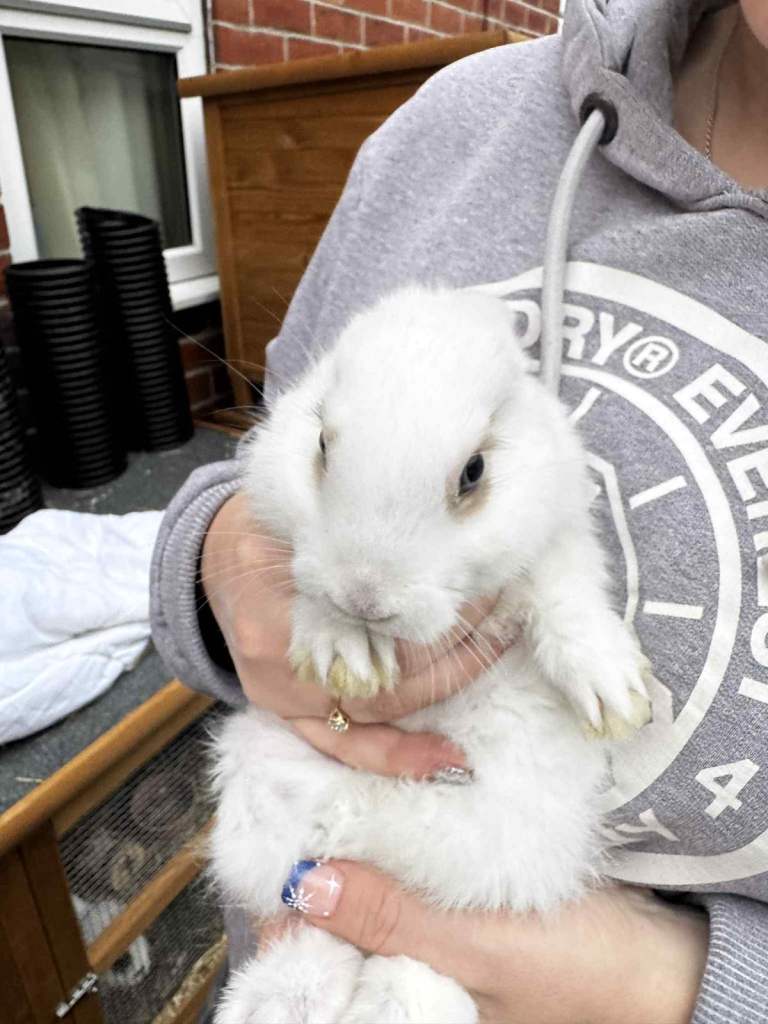 Baby mini lop rabbit