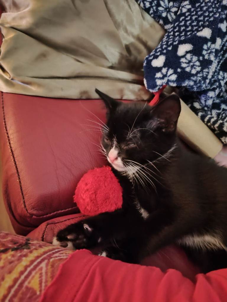 Adorable Black and White Kitten
