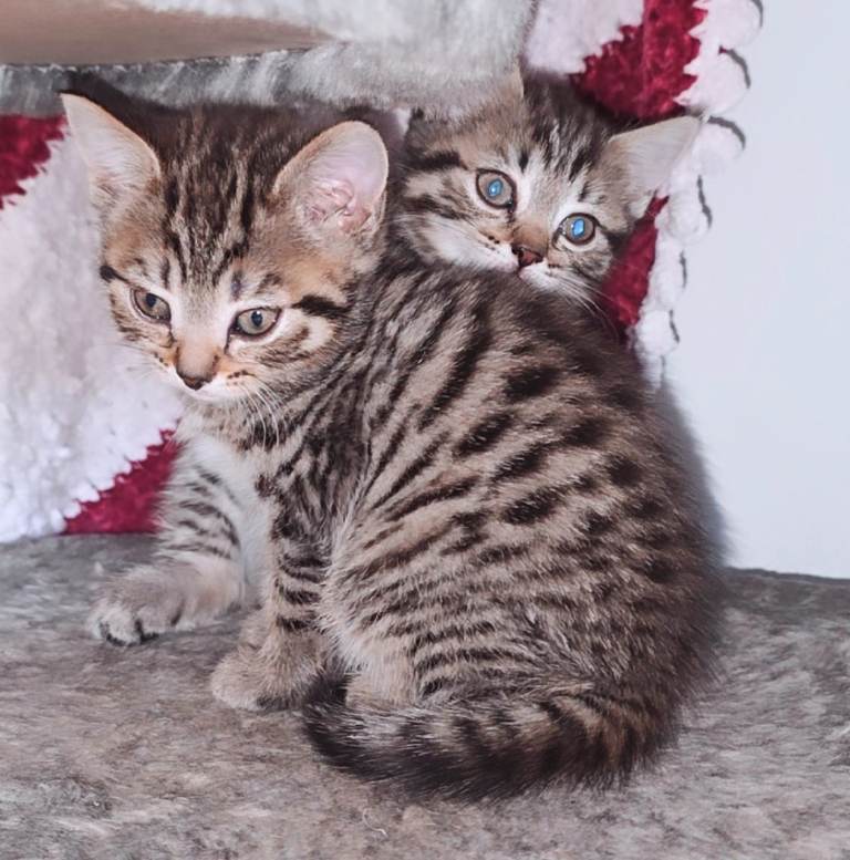Kittens For Sale