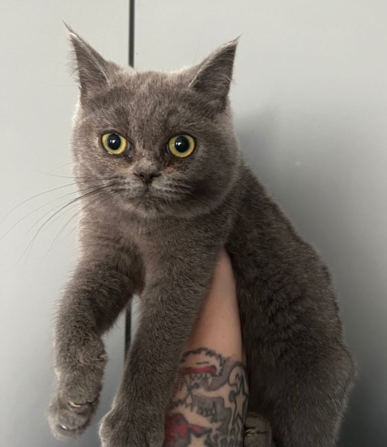 Persian x Ragdoll mix