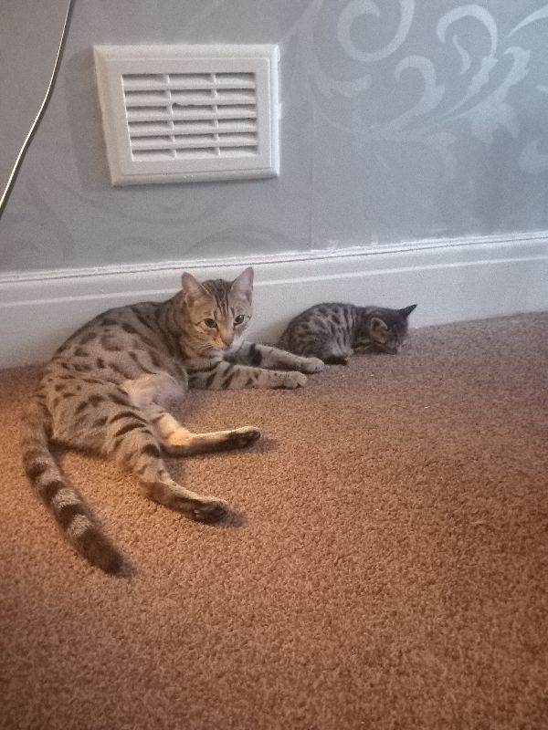 Bengal