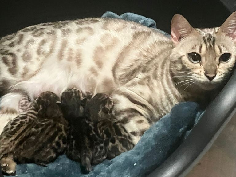 Pedigree Bengal kittens 