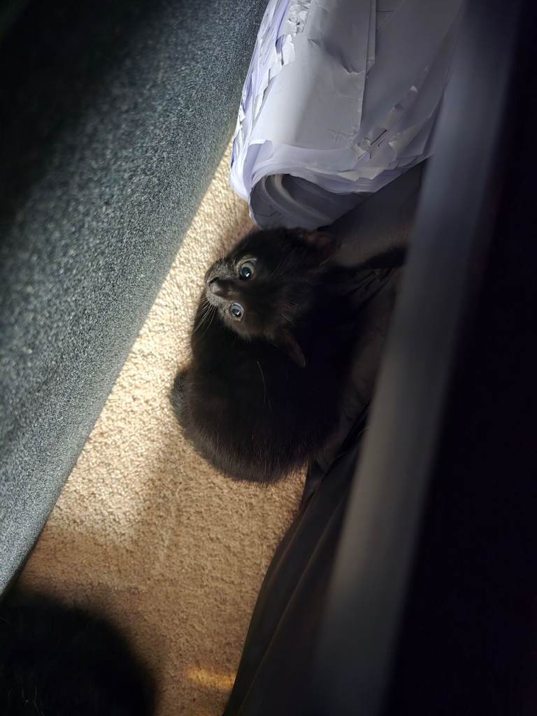 Black Kittens 