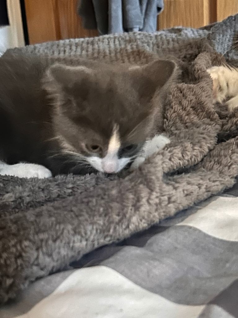 Beautiful male kitten