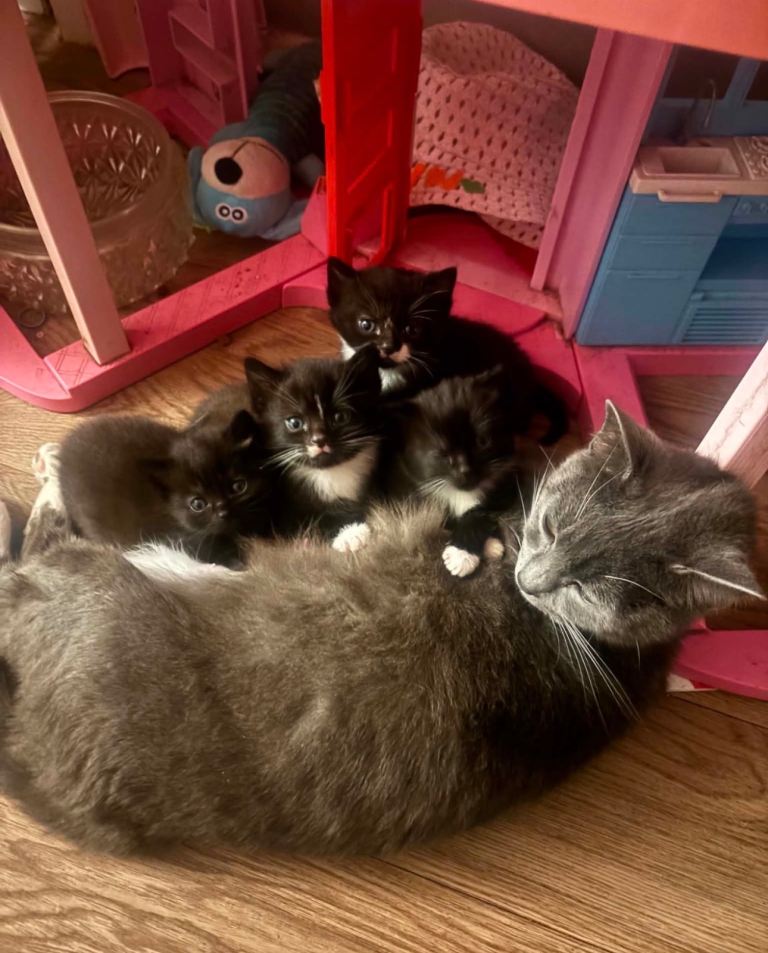 2 female adorable baby kittens 