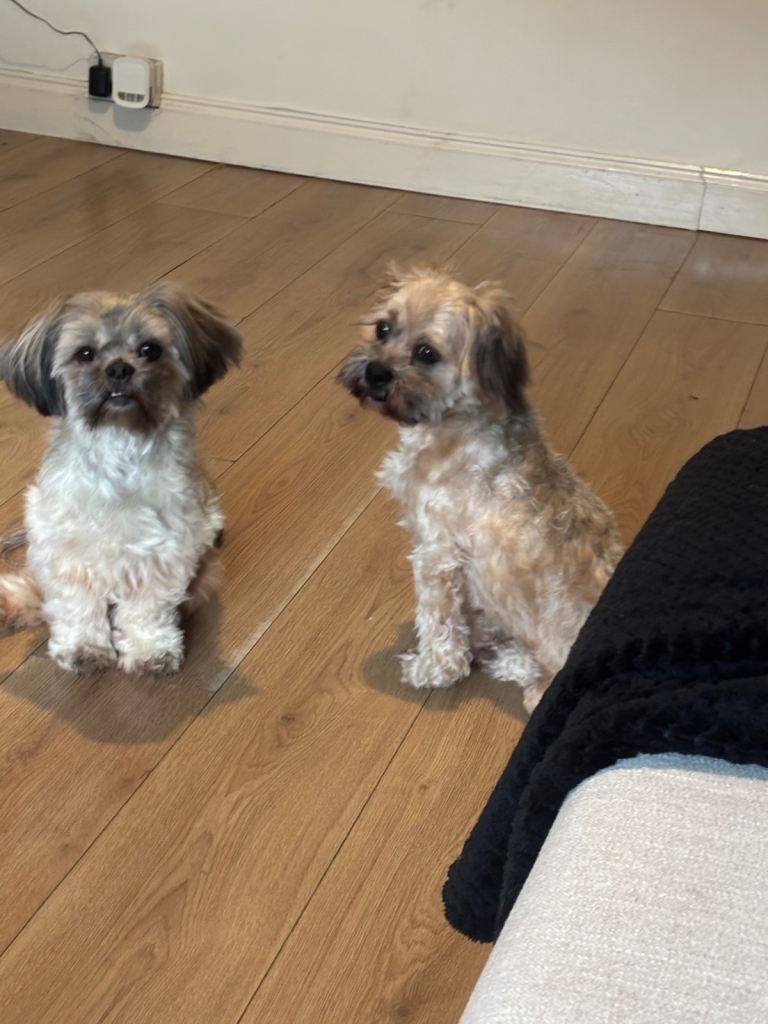 Male and Female KC Registered Lhasa Apsos