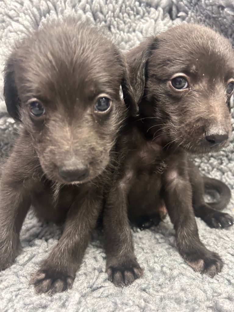 GENUINE BEDDY WHIPPETS 2 BOYS LEFT