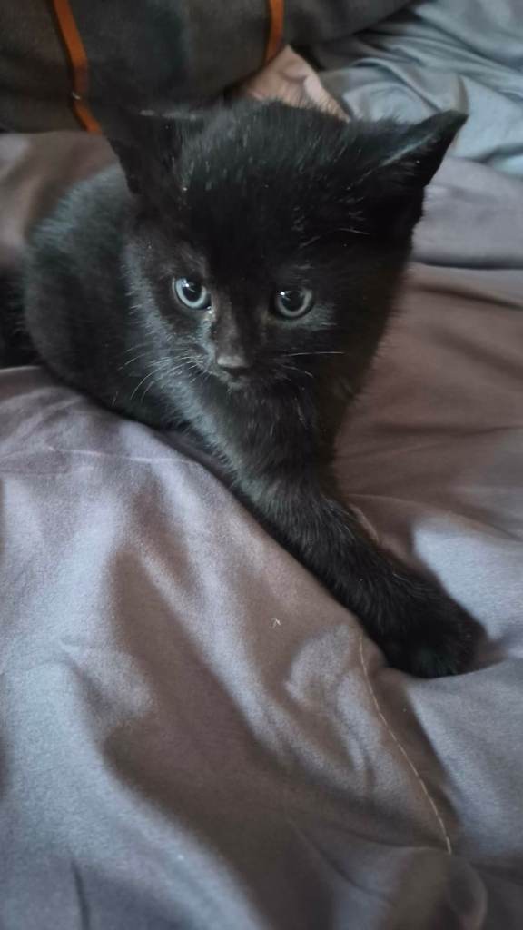 1 kittens looking for new home 