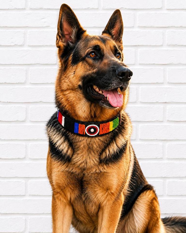 Hand Made Genuine Leather Beaded Dog Collar for medium sized Dogs