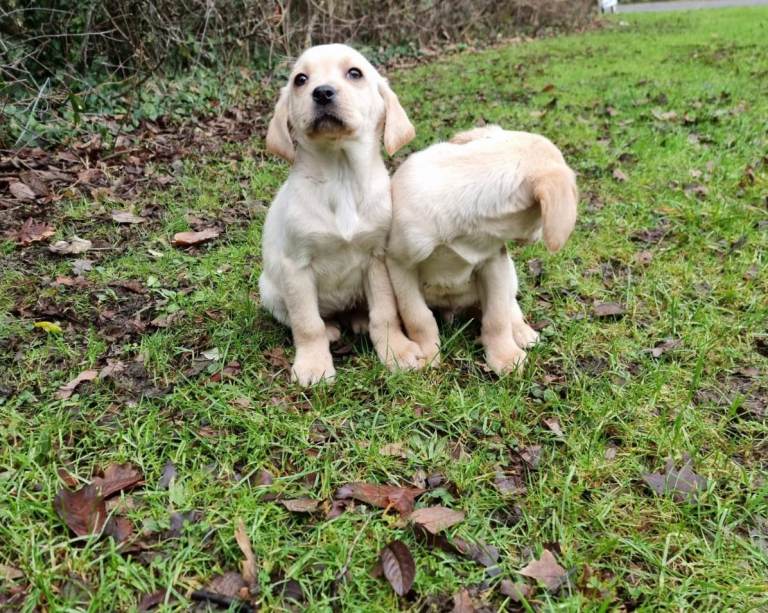 Labrador puppies 