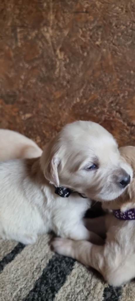 Beautiful Golden retriever puppies