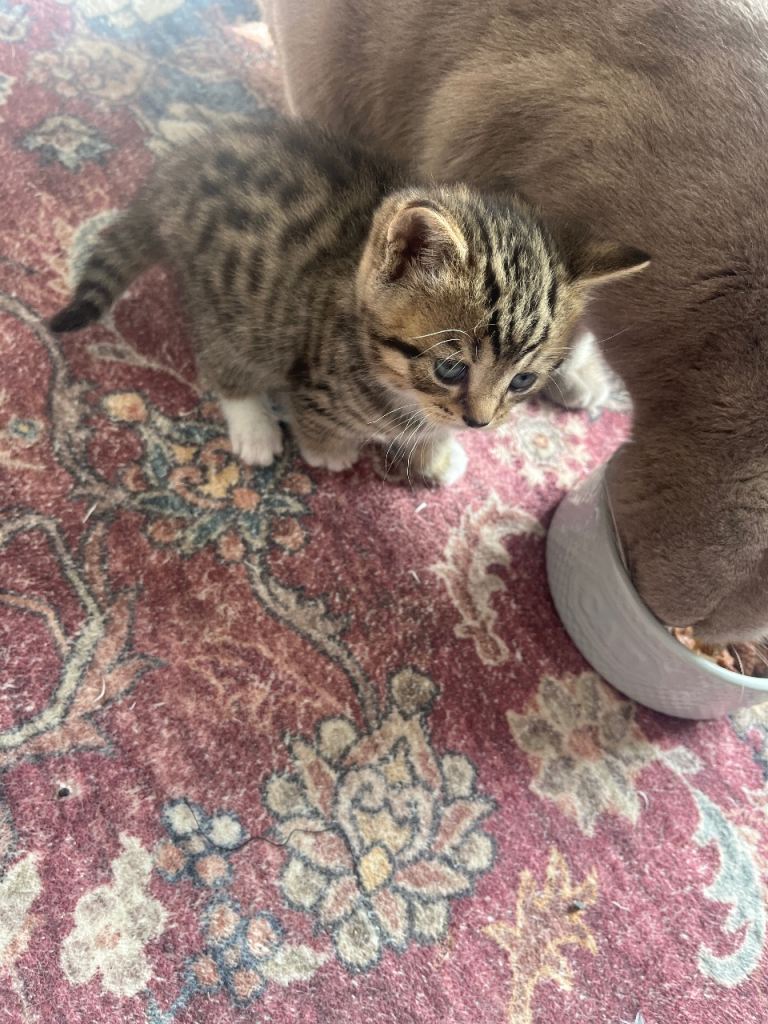 Kittens mixed breed 