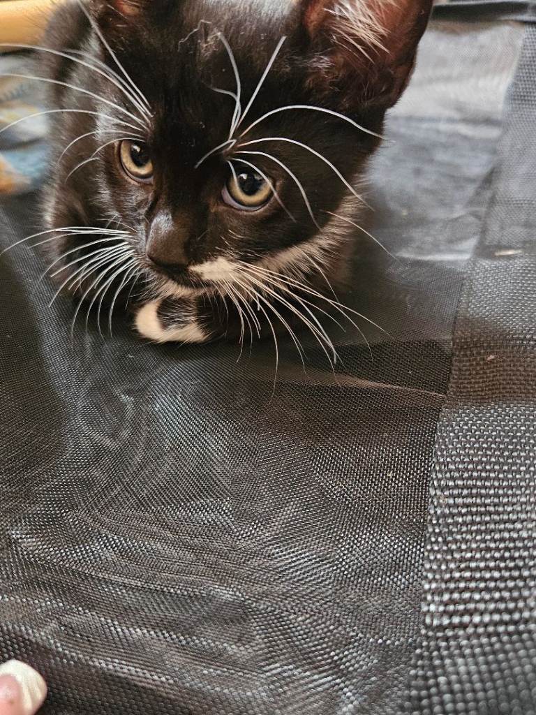 beautiful FEMALE kittens
