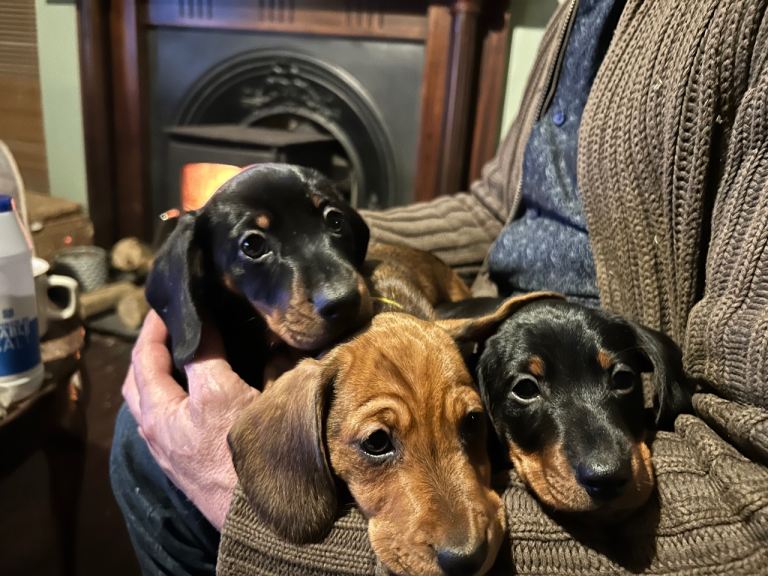 Miniature dachshund Puppies