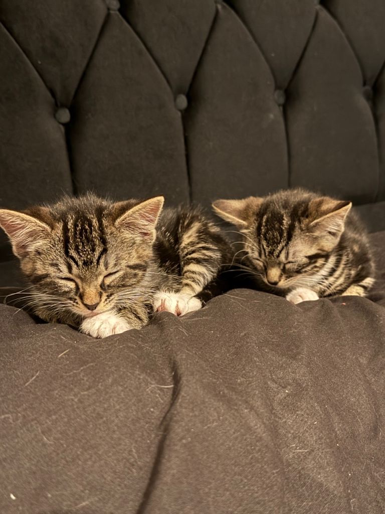 Bengal, tabby X maincoon, British 
