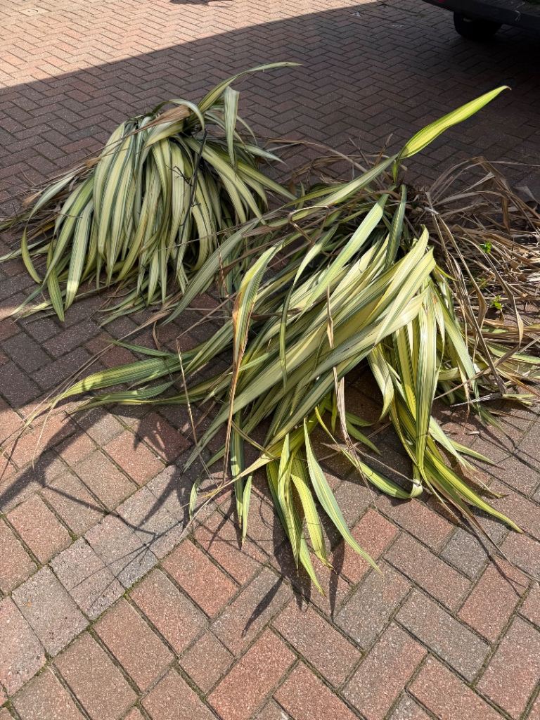 Free shrubs 