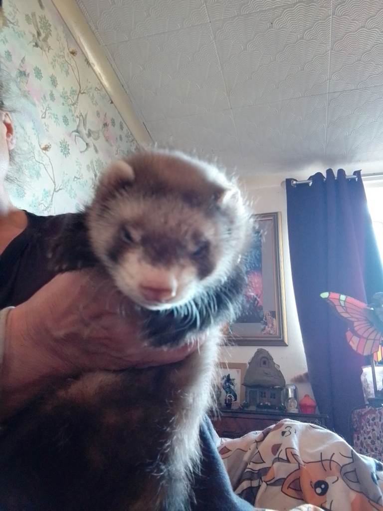 8 week old part Angora for sale