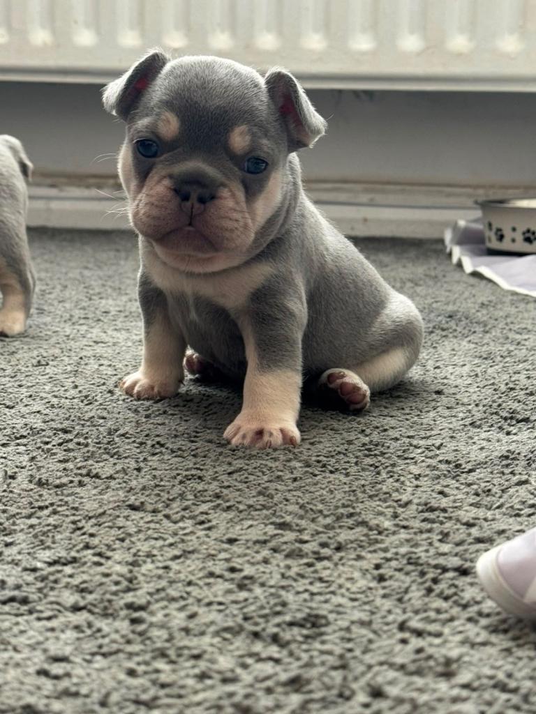 Kc registered French bulldog puppies