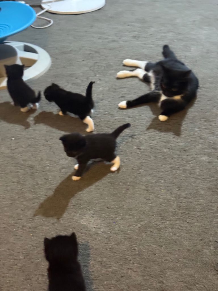 4 gorgeous Ragdoll x tuxedo kittens.