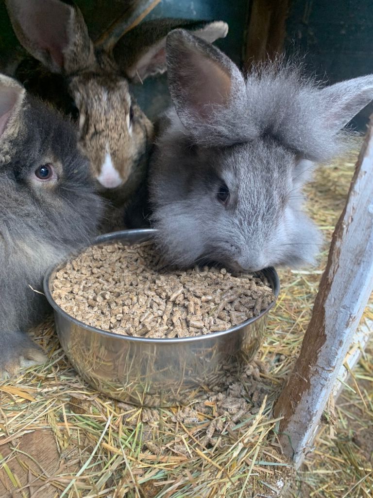 Baby lion head bunnies 