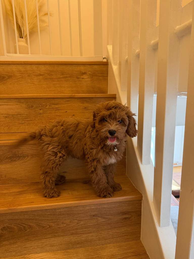 red cavapoo puppy 