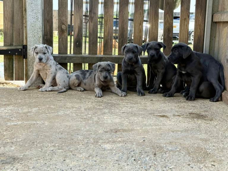 Cane corso pups ready now 