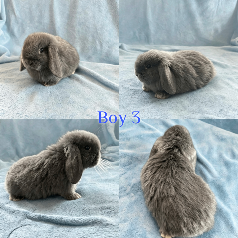 Baby Mini Lops Ready to Leave 