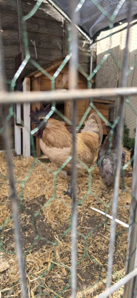 Rare Zombie Ayam Cemani Bresse Cross Rooster