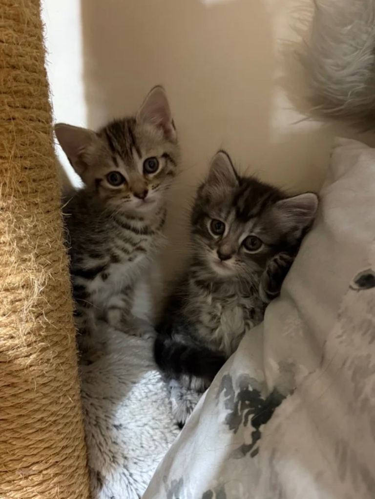 Adorable Fluffy Tabby MaineCoon mixed Kitten🐱💕 