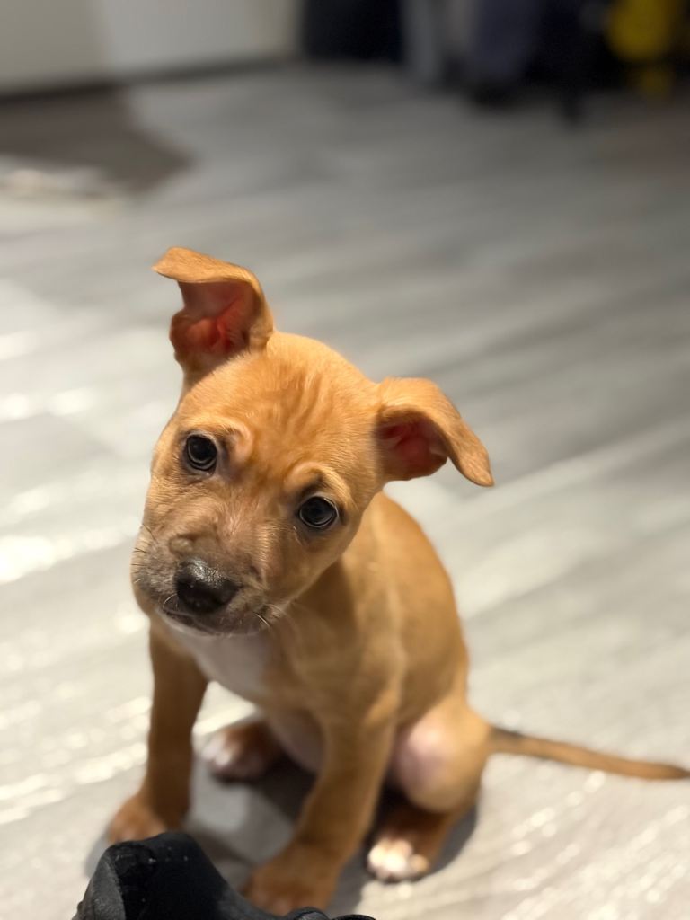 border collie x staffie female pup