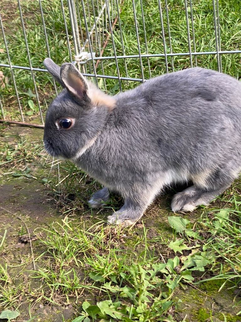Netherland dwarf female rabbit