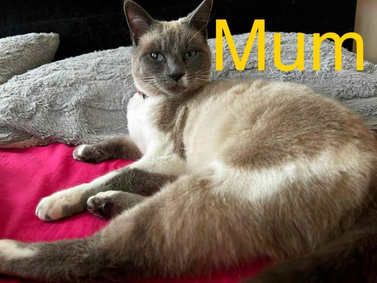  Siamese mix