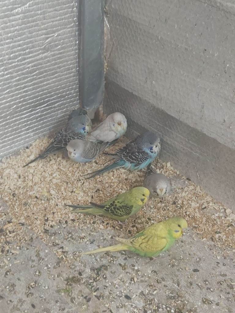 Budgies 