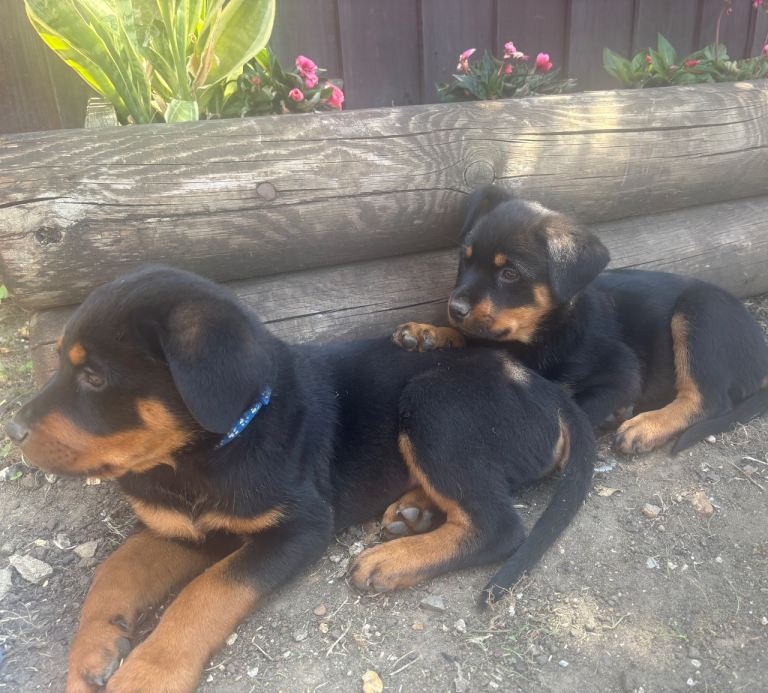 Beautiful Rottweiler puppies 