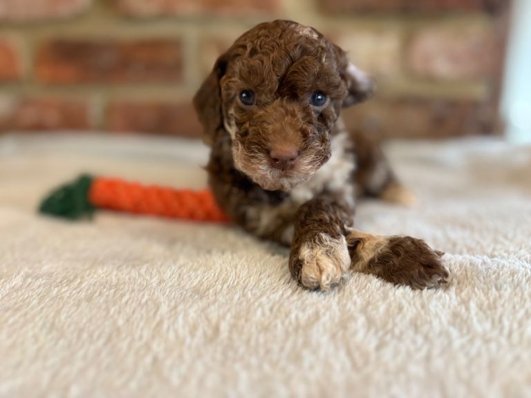 F1b female Merle cockapoo AVAILABLE 