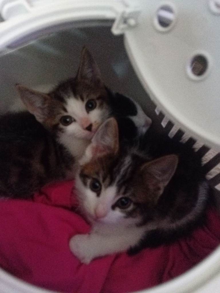 Cute kittens *Ready*